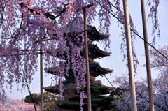 東寺・不二桜越し