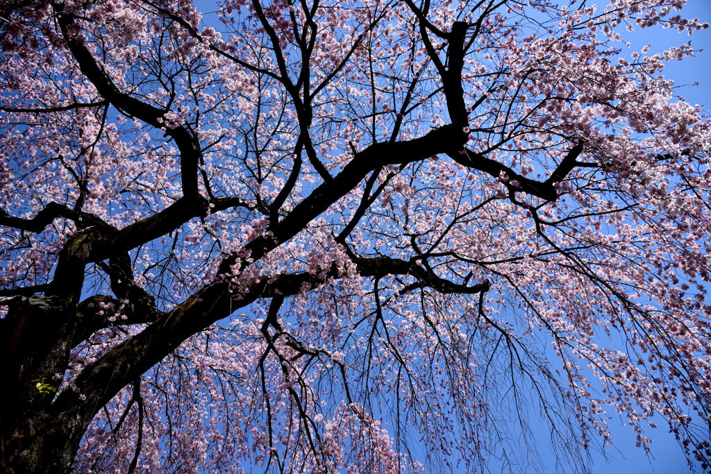 ２０１５醍醐の桜（１１）
