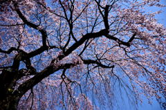 ２０１５醍醐の桜（１１）