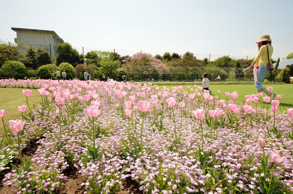 一面のチューリップ