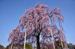 不二桜