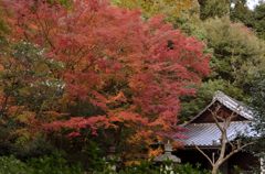 来迎院・紅葉２０１３（２）