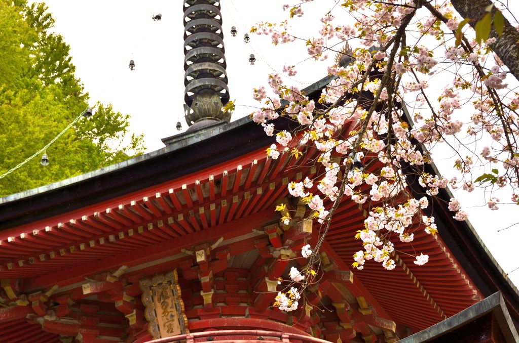 法輪寺の桜