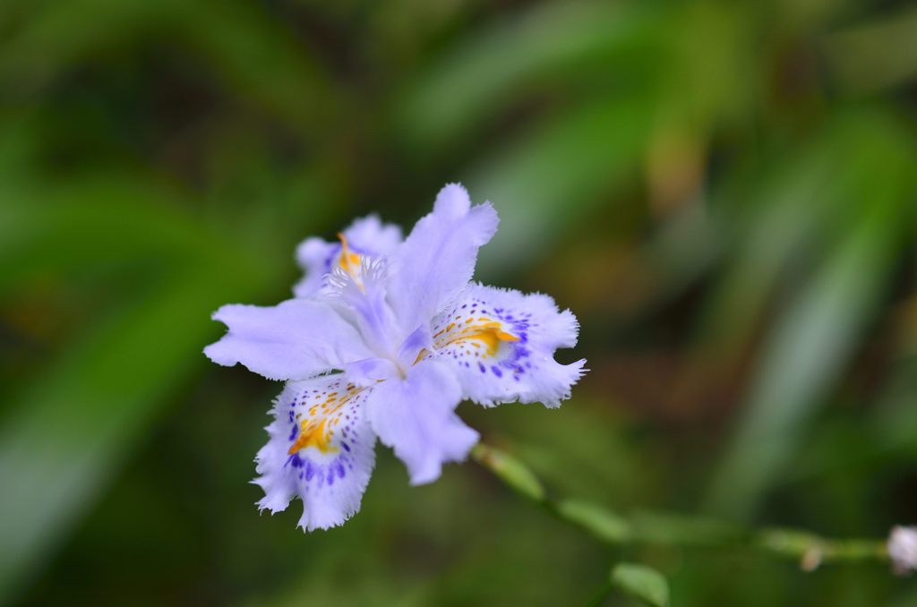 東慶寺に咲いてました