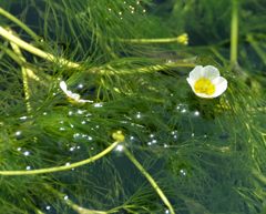 水中に咲く白梅