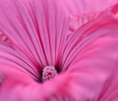京都植物園の花たち＃１