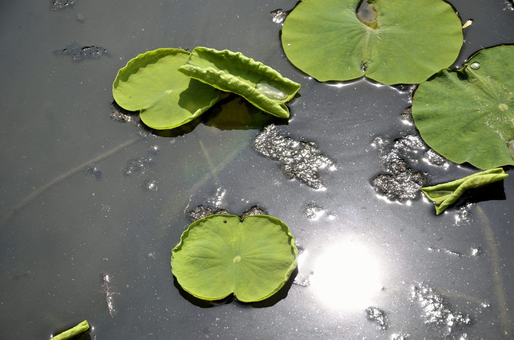 蓮と太陽（鶴岡八幡宮の源平池）