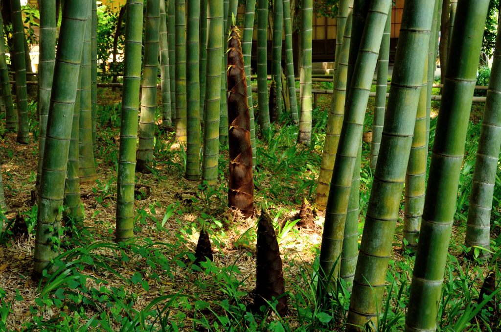 英勝寺の竹林