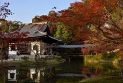 高台寺・紅葉２０１３（３）