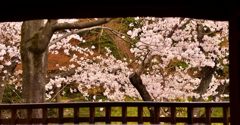 額縁・桜