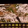 額縁・桜