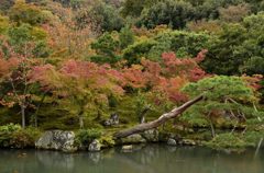 紅葉・松とコラボ