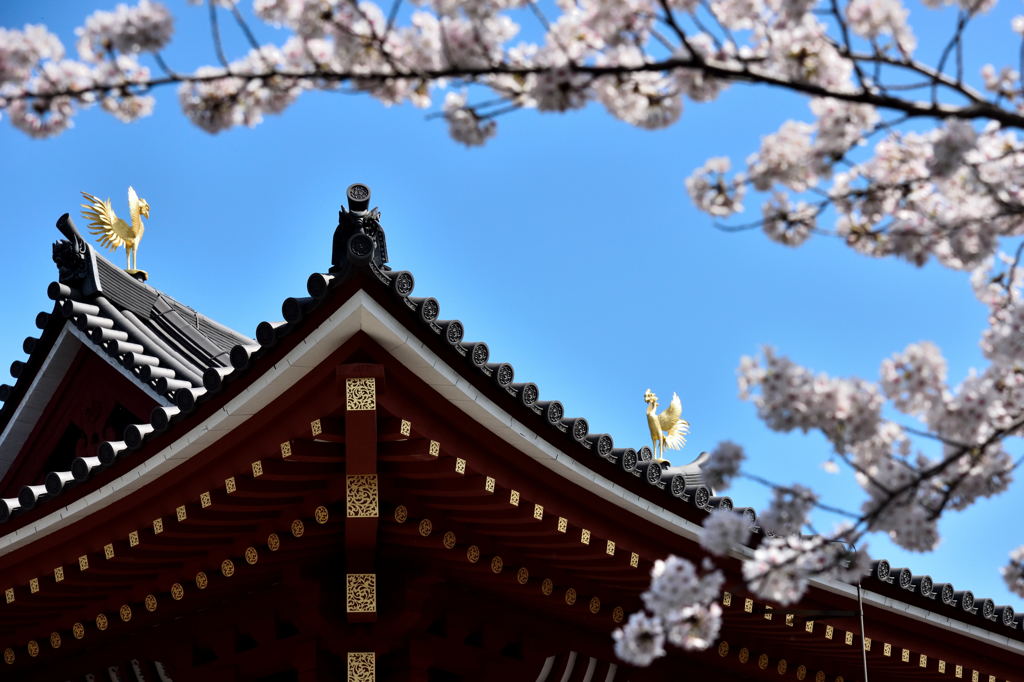 鳳凰と桜＃２