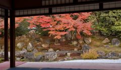圓徳院・紅葉２０１３