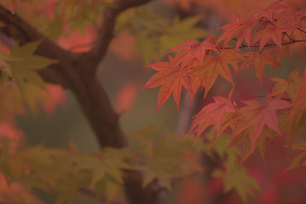 光悦寺のもみじ＃３