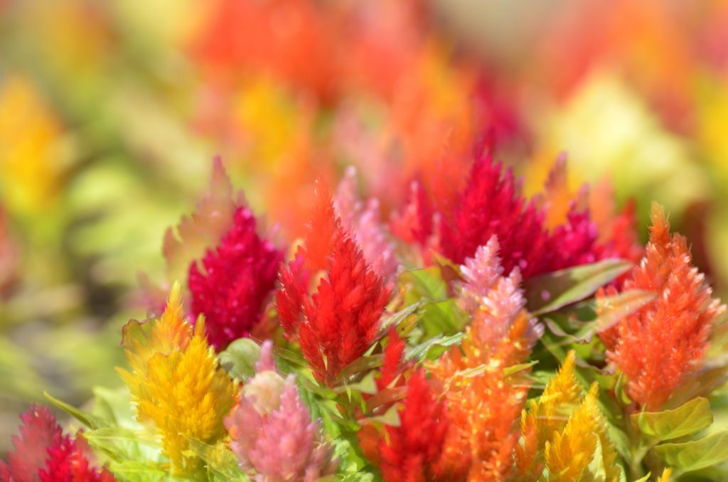 何だか嬉しくなる（江の島サムエル・コッキング苑）