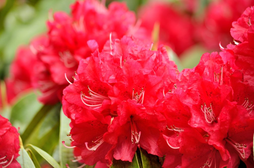 西洋シャクナゲのアップ