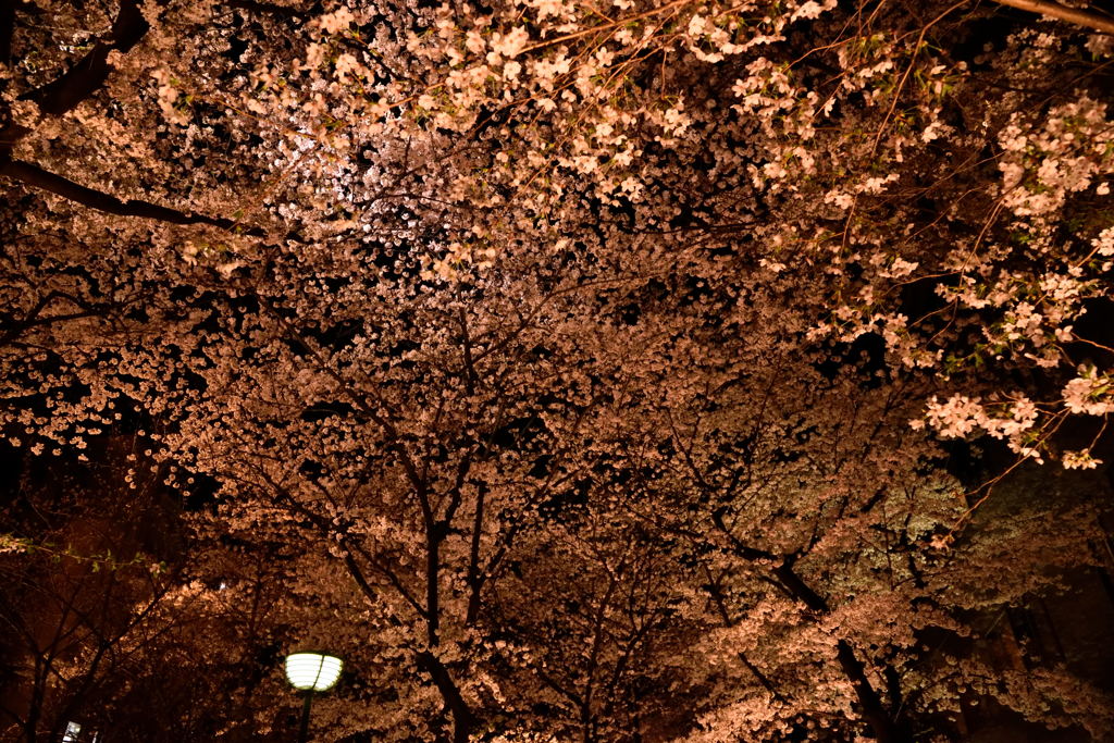 夜桜天井＃１