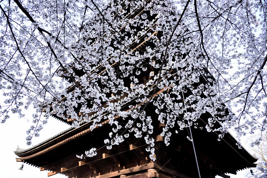 東寺・桜に埋もれる