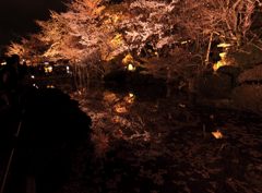 夜桜映える