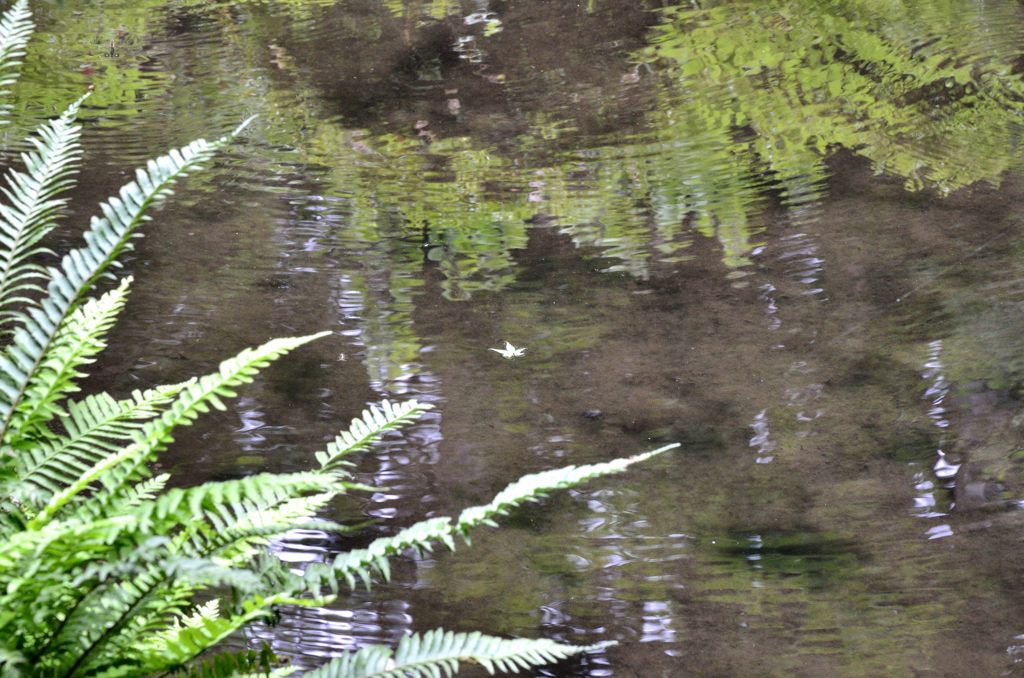 中庭の池（三千院）