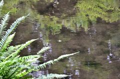 中庭の池（三千院）