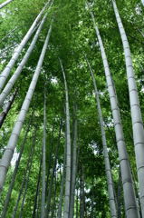 竹林＃２