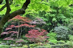 新緑と赤