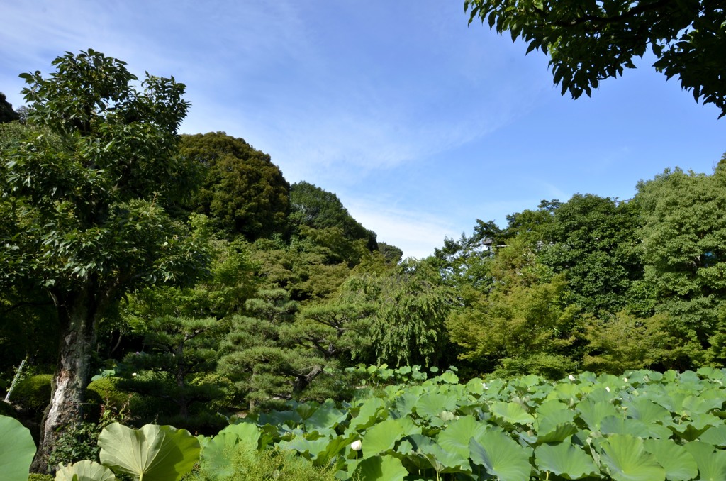 蓮の池（法金剛院）