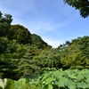 蓮の池（法金剛院）