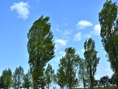風に吹かれて・・・