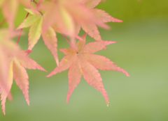はしりの紅葉（光悦寺＃３）