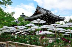 京都/乙訓寺(傘とぼたん)