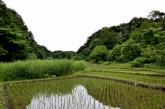 田圃の水面に映える緑＃4