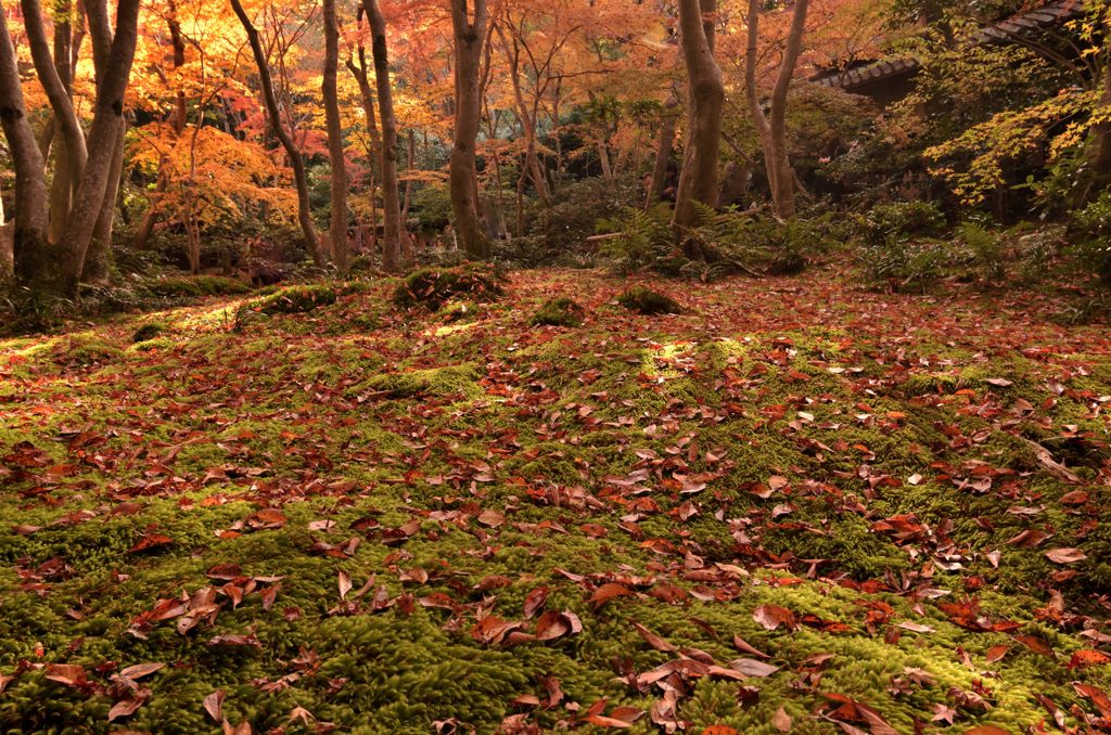 敷き紅葉