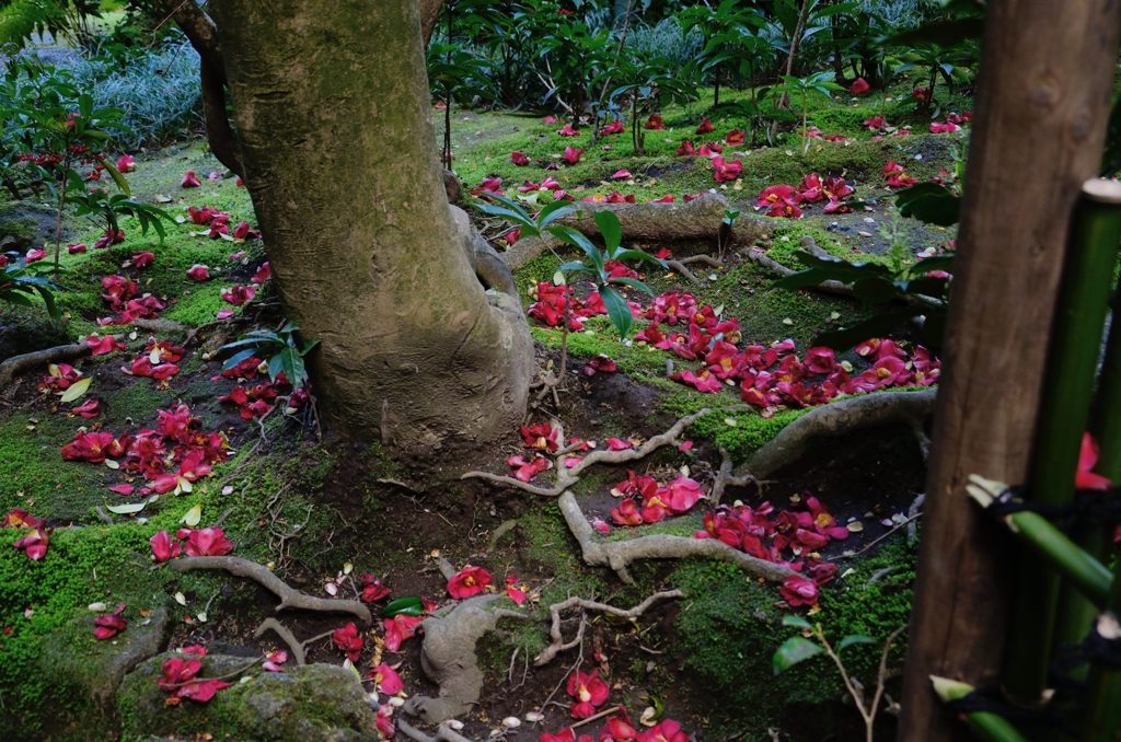 苔に落ちた椿（報国寺）