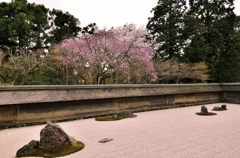 桜・龍安寺石庭（右から）