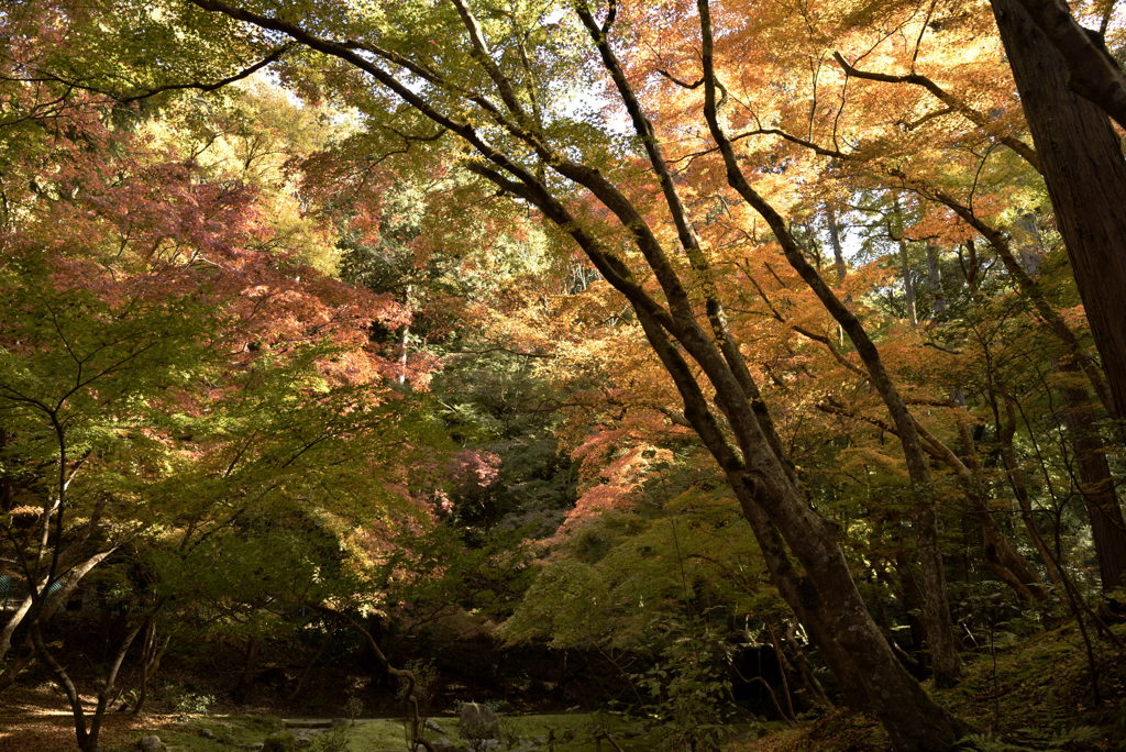 醍醐寺の彩り