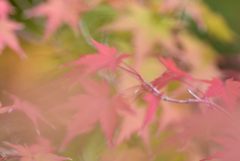 はしりの紅葉（光悦寺＃１）