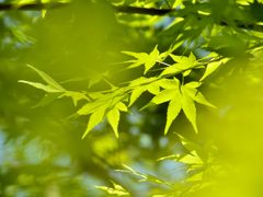青もみじ＃１（宝厳院）