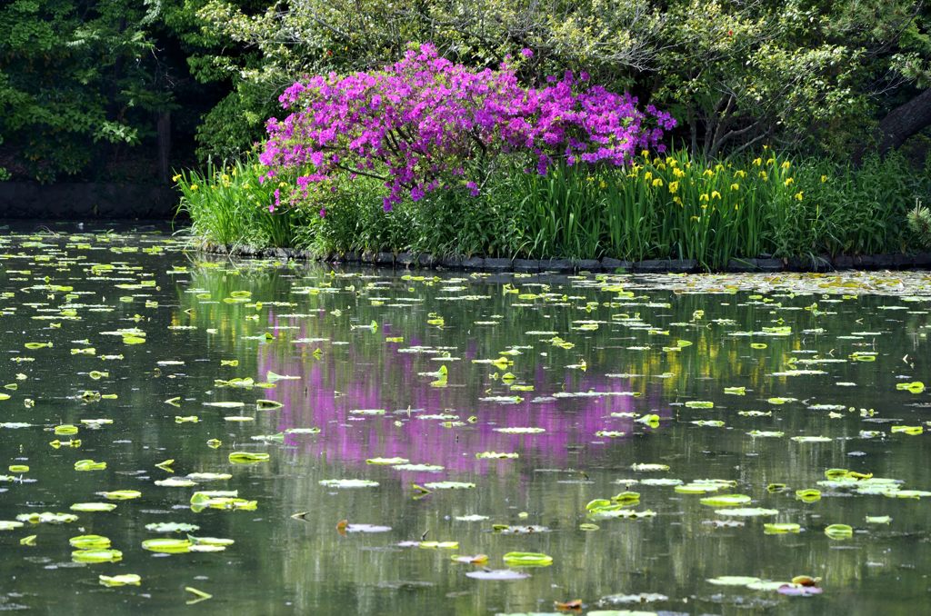 池に映るツツジ（鶴岡八幡宮の源平池）