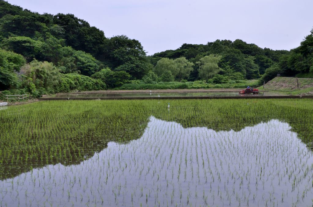 田圃の水面に映える緑＃１