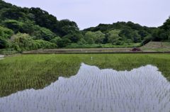 田圃の水面に映える緑＃１
