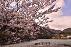 桜越しの嵐山