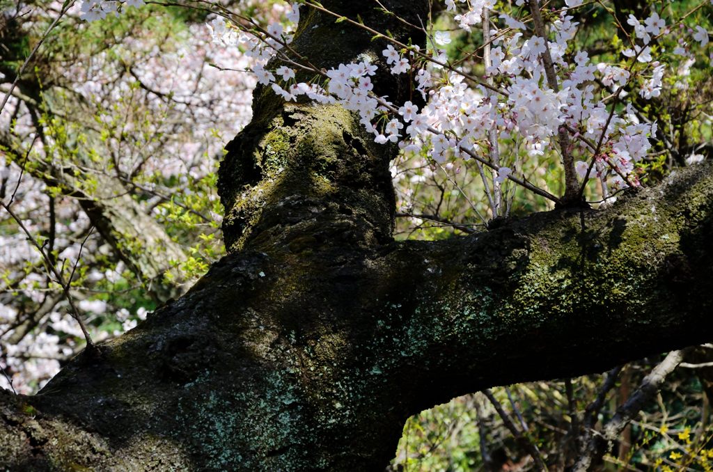 古木の桜