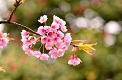 柔らかさ、優しさ・・・桜（＃１）