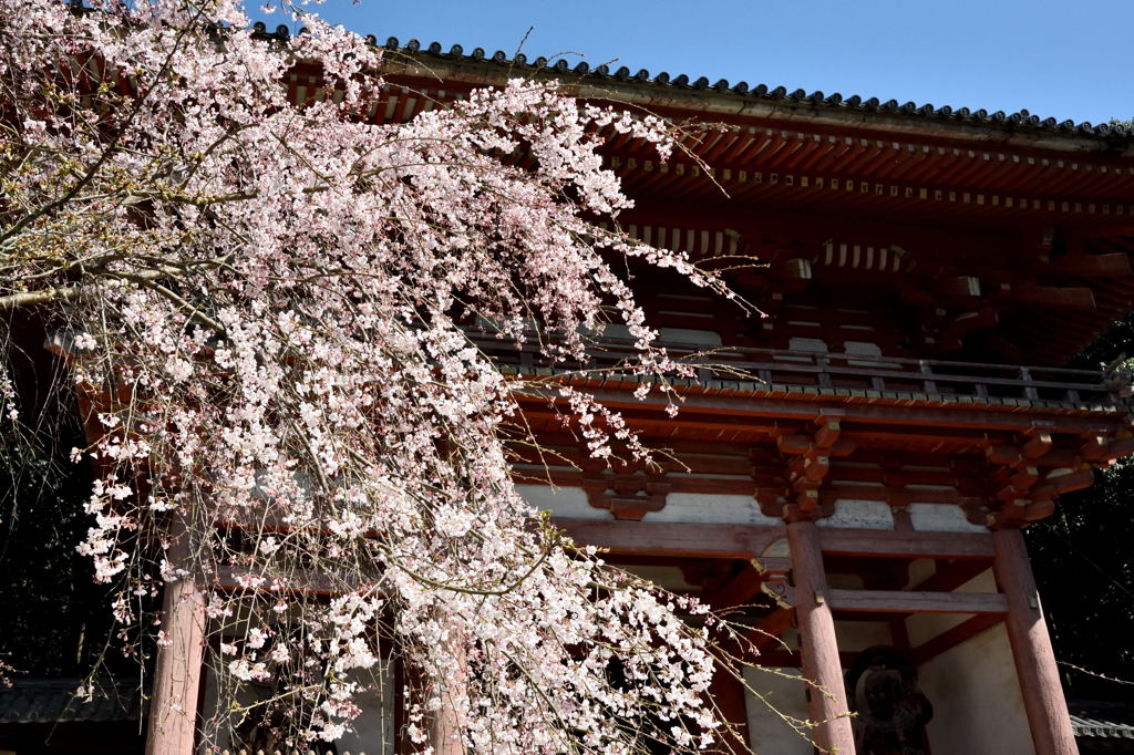 ２０１５醍醐の桜（５）