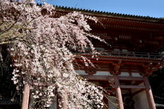 ２０１５醍醐の桜（５）