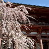 ２０１５醍醐の桜（５）