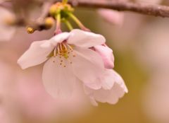 柔らかさ、優しさ・・・桜（＃２）